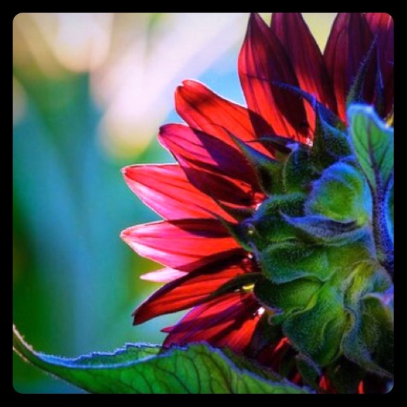 Meet your Posher, Rosana - Picture 1 of 1